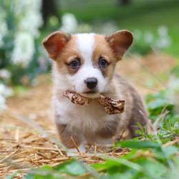 Finley - Sable male Pembroke Welsh Corgi puppy in Sugarcreek, Ohio from Admar Canines