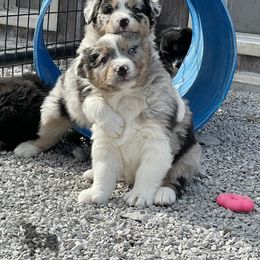 Australian Shepherd, Miniature American Shepherd, and Toy Australian Shepherd Puppies from OR Aussies