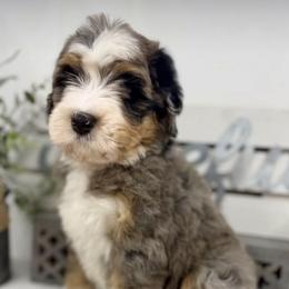Bernedoodle, Bernese Mountain Dog, and Poodle Puppies from Bubbling Springs Doodles, LLC