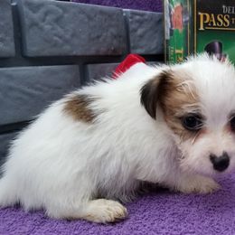 Russell Terrier Puppies from Hearthrob Haven