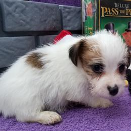 Russell Terrier Puppies from Hearthrob Haven