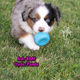 Ash - Blue merle female Miniature American Shepherd puppy in Elgin, Oregon from Cross L Miniature American Shepherds