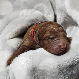 HERSHEY - Apricot male Goldendoodle puppy in Harris County, Texas from Cute & Curly Doodles
