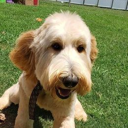 Goldendoodles from Gray’s Doodles