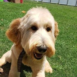 Goldendoodles from Gray’s Doodles
