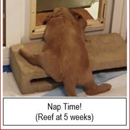 Australian Labradoodle Puppies from Whimsical Australian Labradoodles