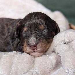 Chocolate and tan Girl - Chocolate female Cavapoo puppy in Newport Beach, California from WW Cavapoos