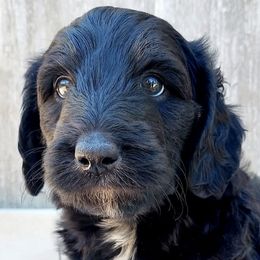 Bernedoodles and Labradoodles from Snow Mountain Doodles