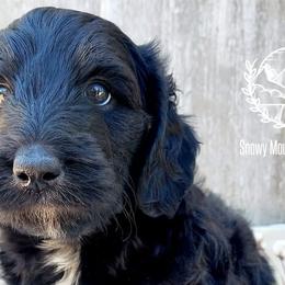 Bernedoodles and Labradoodles from Snow Mountain Doodles