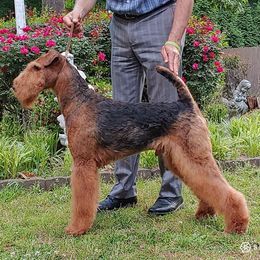 Airedale Terrier puppies from Bighen Airedales