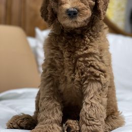 Australian Labradoodle and Double Doodle Puppies from Love Me Pooch