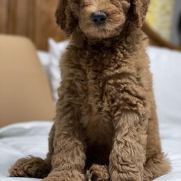 Australian Labradoodle and Double Doodle Puppies from Love Me Pooch