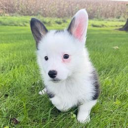 Cotton Candy - Black and tan female Pembroke Welsh Corgi puppy in Bloomfield, Iowa from Beebe’s Corgis & Doxies