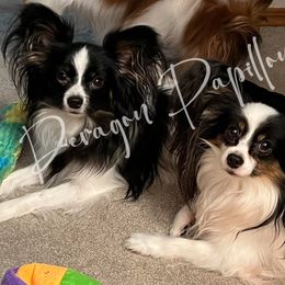 Papillons from Deragon Papillons