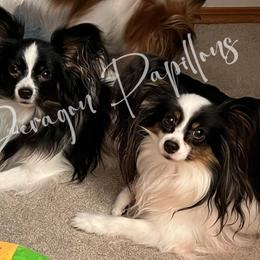 Papillons from Deragon Papillons