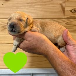 Douglas (Green) - Golden male Golden Retriever puppy in Cadillac, Michigan from K & M Golden Retrievers