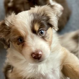 Miniature Australian Shepherd Puppies from Water's Edge Aussies