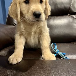 Golden Retriever Puppies from Renko Kennel