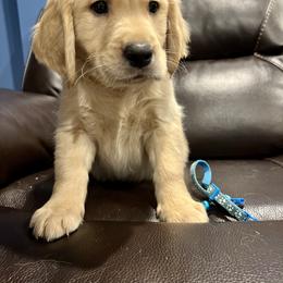 Golden Retriever Puppies from Renko Kennel