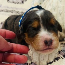 Dasher - Blue merle male Bernedoodle puppy in San Juan Capistrano, California from Country Hills Doodles