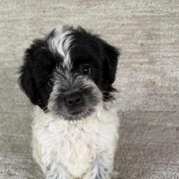 Male Three - Black & white male Maltipoo puppy in Chariton, Iowa from Mia Lucky Home