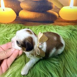Boy 2 - Gold and white male Shih Tzu puppy in Port Orchard, Washington from Buttons N Bows