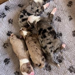 Harry - Blue merle male Toy Australian Shepherd puppy in Princeton, Louisiana from Legacy Hill Aussies