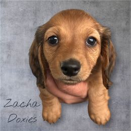 Dachshund Puppies from Zacha’s Doxie House