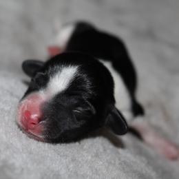 Queen Lillian - Piebald female Dachshund puppy in Midland, Texas from The Barefield Doxies