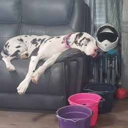Great Dane All Grown Up from Johnson's Great Danes