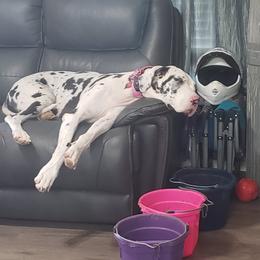 Great Dane All Grown Up from Johnson's Great Danes