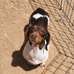 Smores - Dachshund
