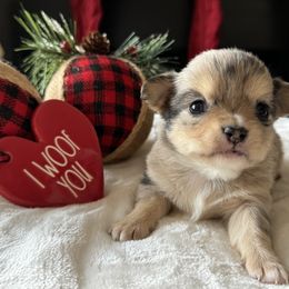 Chihuahua Puppies from Sunset Eves Chihuahuas