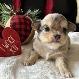 Chihuahua Puppies from Sunset Eves Chihuahuas
