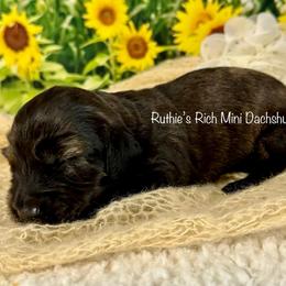 Bailey - Brindle female Dachshund puppy in Lakeland, Florida from Ruthie’s Rich Mini Dachshunds