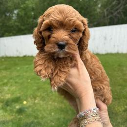 June - Apricot female Cavapoo puppy in Spanish Fork, Utah from Poseydoodle