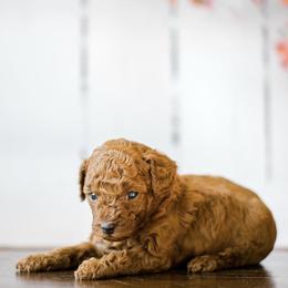 Poodle Puppies from Vegas Toy Poodles