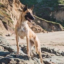 Mimic - Belgian Malinois