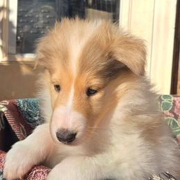 Girl 1 - female Collie puppy in Winder, Georgia from Dove Creek Collies