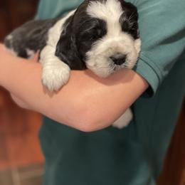 English Springer Spaniel Puppies from Hillsboro Springers