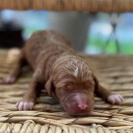 Grape Crush - Red  female Goldendoodle puppy in Camden, North Carolina from Oopsie Doodles of NC