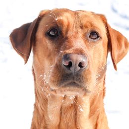 Kira - Labrador Retriever