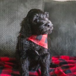 Goldendoodle Puppies from Doodle Me This Goldendoodles