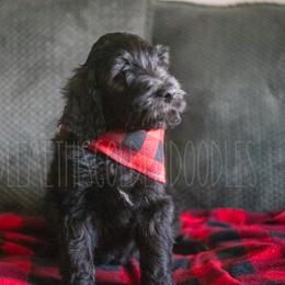 Goldendoodle Puppies from Doodle Me This Goldendoodles