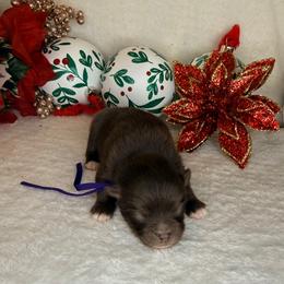 Dancer - Chocolate female Dachshund puppy in Lexington, Oklahoma from BooneDox Miniature Dachshunds
