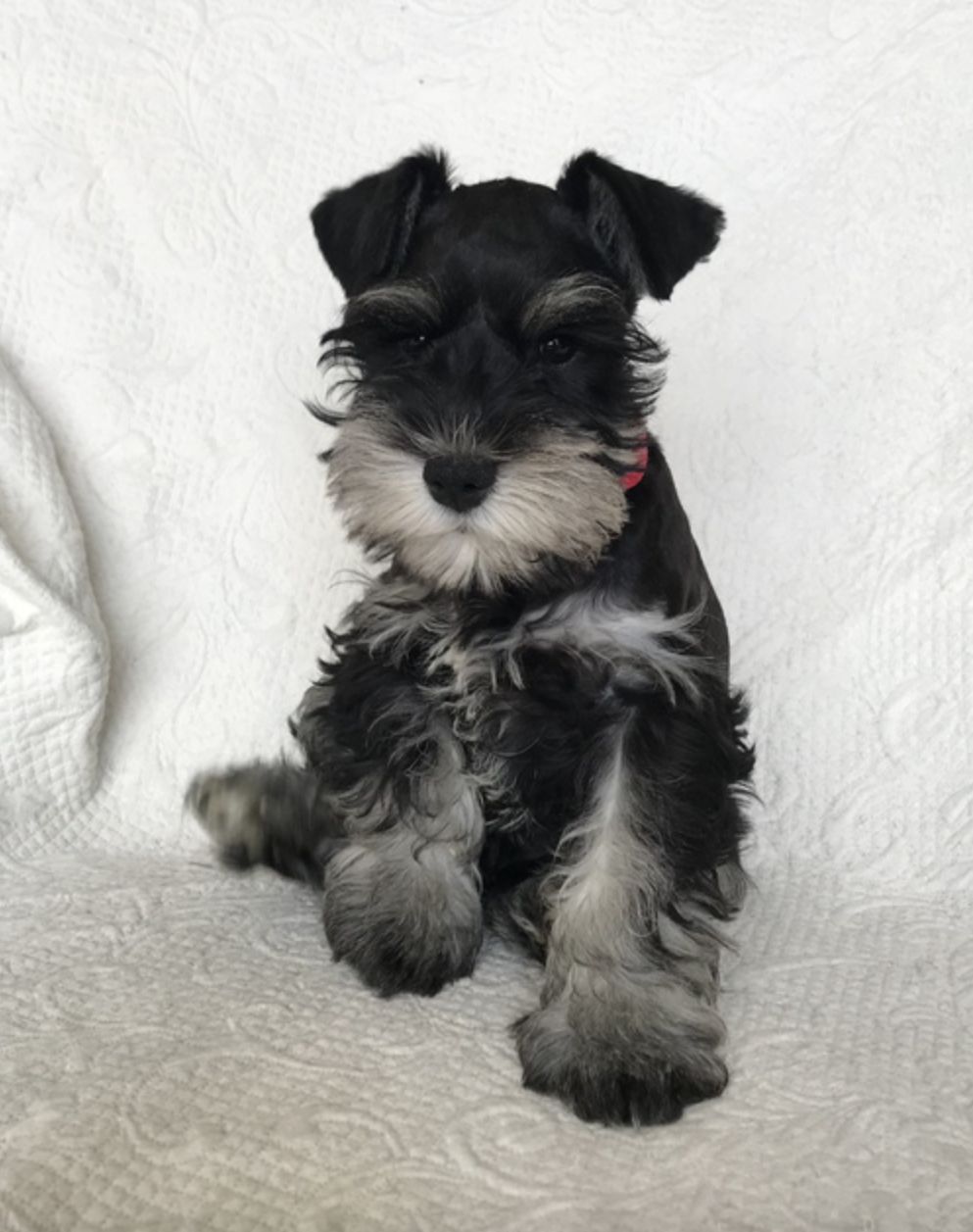 Linda Maus in Minnesota | Miniature Schnauzer puppies | Good Dog