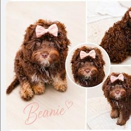 Cockapoo puppies from Route 66 Puppies
