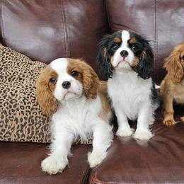 Afghan Hound and Cavalier King Charles Spaniel Puppies from Lenore's Afghan Hounds