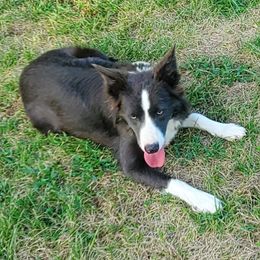 Winn Dixie - Border Collie