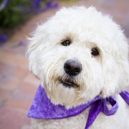 Rosie - Goldendoodle